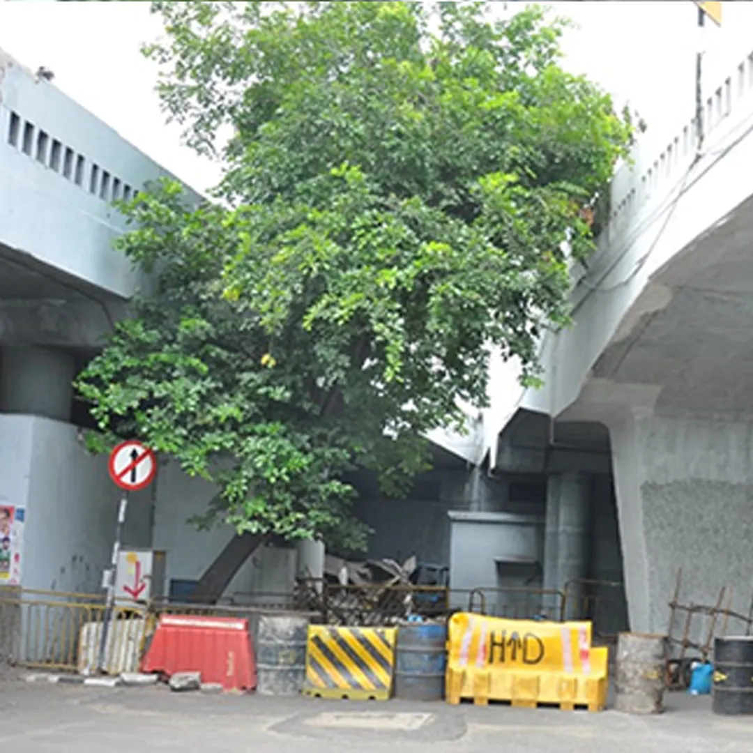 anna bridge